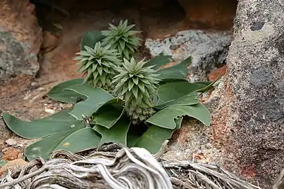 Eucomis regia