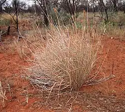 habit