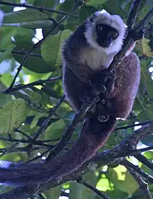 Brown and white lemur