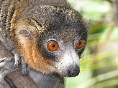 A close-up photo of a male mongoose lemur, showing its long snout and wet nose