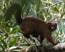 Brown lemur