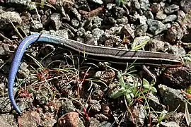 Western skink