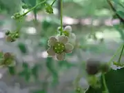 Close up of flower