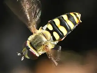 E. fumipennis female hovering