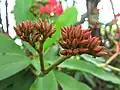 Flower buds of crown-of-thorns (Euphorbia milii).