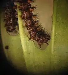 caterpillar munching a leaf