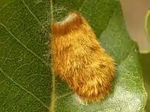 Egg mass covered with brown hairs from body of the egg-laying female