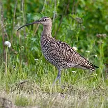 Curlew