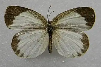 Female