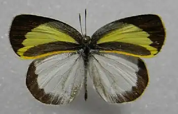 Male