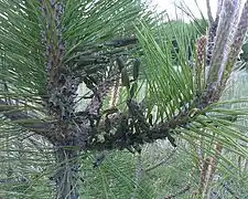 Cluster of European pine sawflies on Austrian pine.  This picture was taken in mid-May, larvae about a month old.