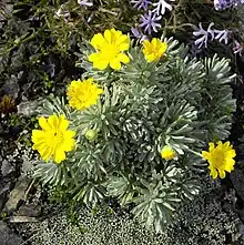 Euryops acraeus