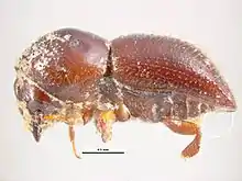 Euwallacea fornicatus - lateral view