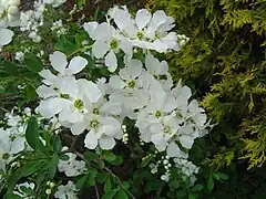 E. × macrantha 'The bride', flowers