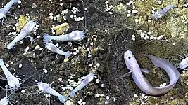 Eelpout, shrimp, and limpets consist of most of the macrobiology at sites of venting fluids