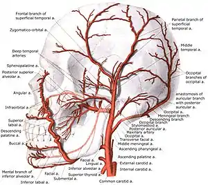 Branches of external carotid artery