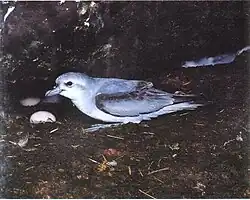 Fairy prion with egg in nesting burrow