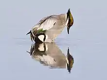 A rare falcated duck, a "vagrant" from Asia that arrived at Colusa National Wildlife Refuge (December 2011).