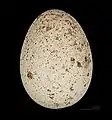 Egg of Falco jugger MHNT