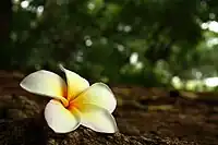 Plumeria found in Bangalore, India