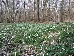 Carpet across the woodland floor