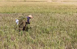 Photograph of a rice farmer amid a field of grass.