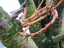 Fasciation on a flowering cherry (Prunus) tree