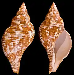 Fasciolaria tulipaProfils