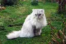 Black silver Chinchilla Persian