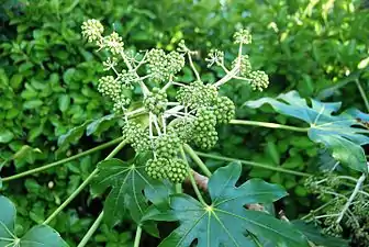 Aralia (Fatsia japonica)