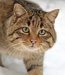 The head of a European Wildcat