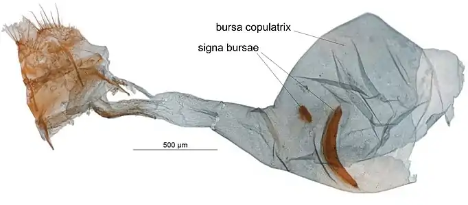 Photographie d'une vue microscopique.