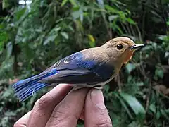 Juvenile male, Arunachal Pradesh, India