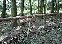 Manually decorticated trunk of a spruce as protection to bark beetles