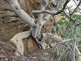 Branches and roots, Magaliesberg