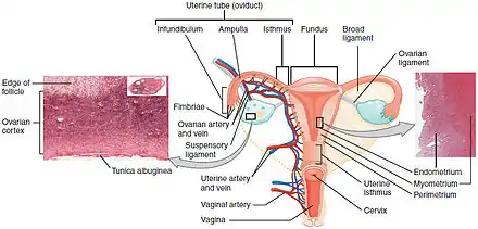 A diagram showing the female reproductive tract with histological images of the uterine wall and normal endometrium