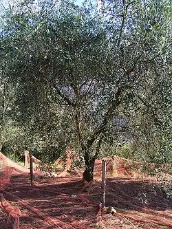 Cailletier cultivar, with a harvest net on the ground, Contes, France