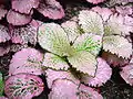 Fittonia albivenis