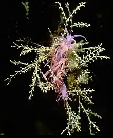 Flabellina affinis on its food Eudendrium racemosum