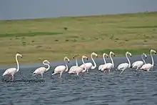 Flamingos-in-Bhigwan