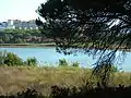 Flamingos at Laguna de El Portil