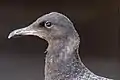 Fledgling Heermann's gull from the Seaside colony