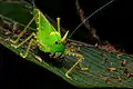 Orange-horn Katydid (Copiphora sp)