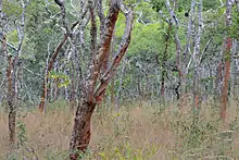 Dry, open woodland with mid-sized trees and high grass