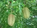 Fruit pods of F. australis