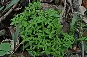 Three-parted cotyledons