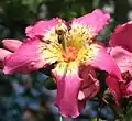 Flower of Ceiba speciosa, Paineira rosa, São Paulo, Brazil