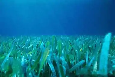 Seagrass meadow