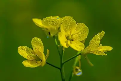 Flower close-up