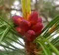 Flowering pine cones